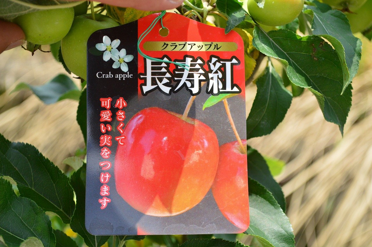 Amazon.co.jp: 2025年実付きの林檎ギフト長寿紅リンゴの鉢植え 果樹